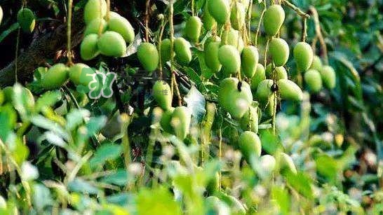 孕晚期能吃芒果嗎？孕晚期吃了很多芒果對胎兒好嗎？