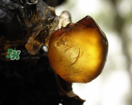 桃膠什么顏色的好？桃膠顏色深色好還是淺色好