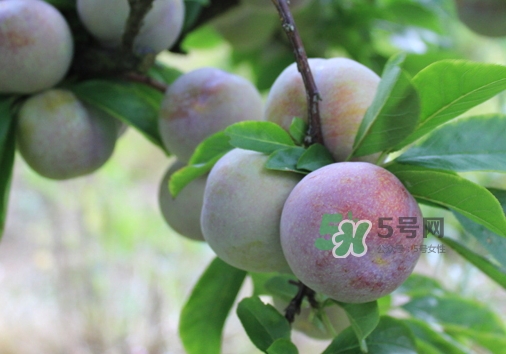 芙蓉李多少錢一斤？芙蓉李價(jià)格