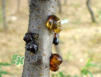 桃膠是桃樹上的膠嗎？桃膠是什么味道