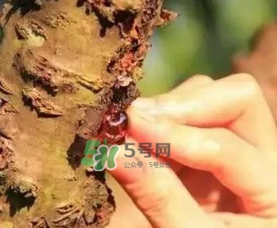 桃膠是桃樹上的膠嗎？桃膠是什么味道