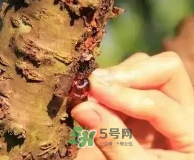桃膠適合什么人吃？吃桃膠會(huì)上火嗎？