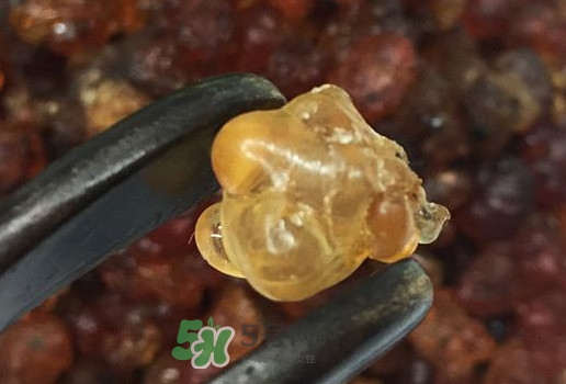 桃膠幾月份可以采摘？桃膠幾歲小孩能吃