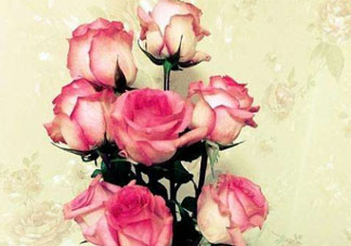 roseonly怎么讀？roseonly怎么讀在線讀？