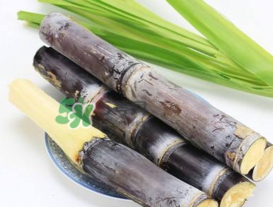 甘蔗什么時候成熟？甘蔗什么時候上市