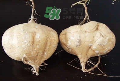 涼薯是什么東西？涼薯是地瓜嗎？