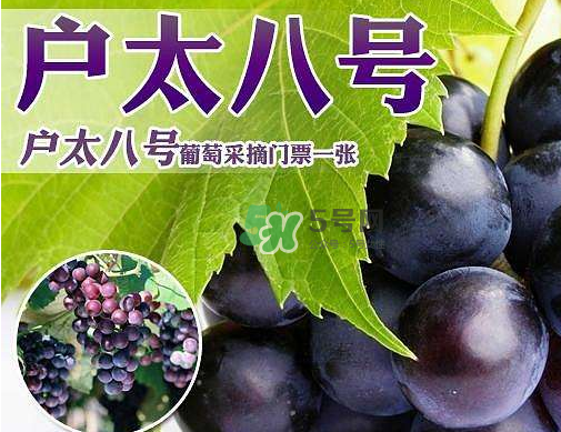 戶太八號(hào)多少錢一斤？戶太八號(hào)為什么在全國(guó)很有名？