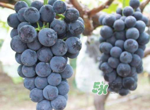 戶太八號(hào)和巨峰哪個(gè)好？戶太八號(hào)和巨峰的區(qū)別