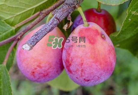 新鮮西梅怎么保存？西梅的保存方法