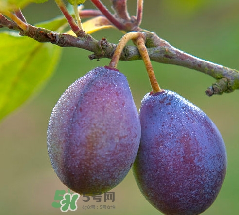 吃西梅上火嗎？新鮮西梅怎么吃