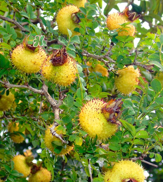 刺梨泡茶能經(jīng)常喝嗎？刺梨泡水喝禁忌多