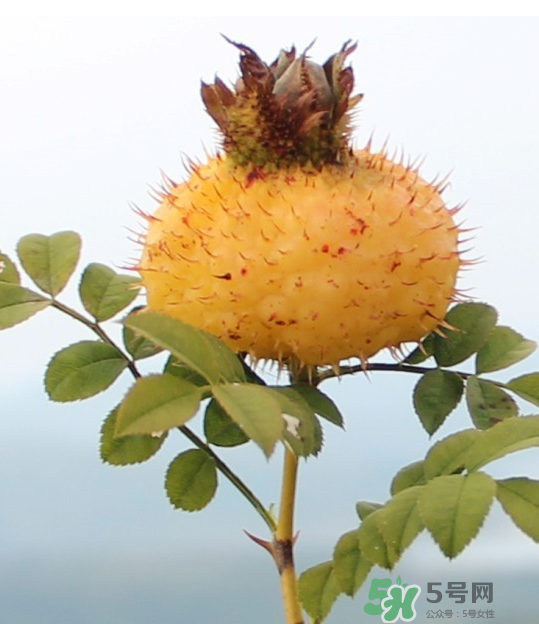 刺梨泡茶能經(jīng)常喝嗎？刺梨泡水喝禁忌多