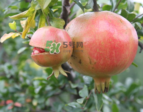 石榴為什么會(huì)爛？石榴怎么存放不會(huì)爛？