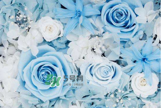 野獸派永生花會死嗎？野獸派永生花是什么？