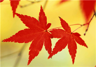 立秋后喝什么茶好？立秋后喝什么茶養(yǎng)生？
