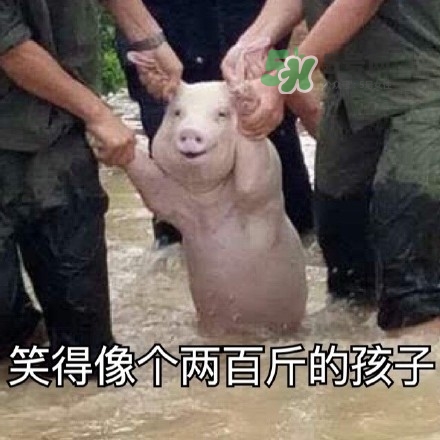 網(wǎng)紅小豬表情包為什么火了？網(wǎng)紅小豬表情包怎么火的？