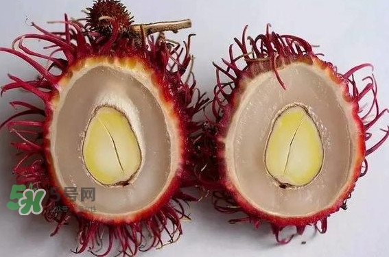 紅毛丹的核可以種嗎？紅毛丹的核怎么種