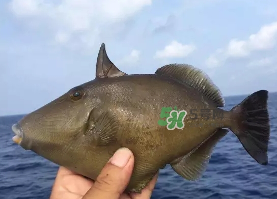 剝皮魚(yú)是什么魚(yú)？剝皮魚(yú)是深海魚(yú)嗎