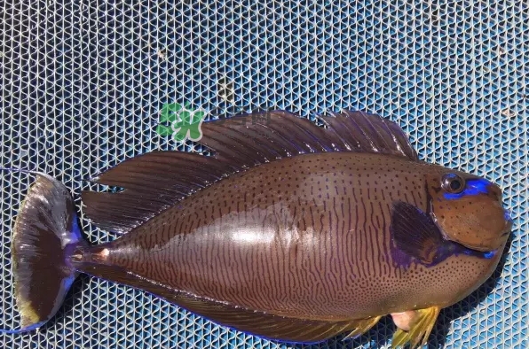 剝皮魚(yú)是什么魚(yú)？剝皮魚(yú)是深海魚(yú)嗎