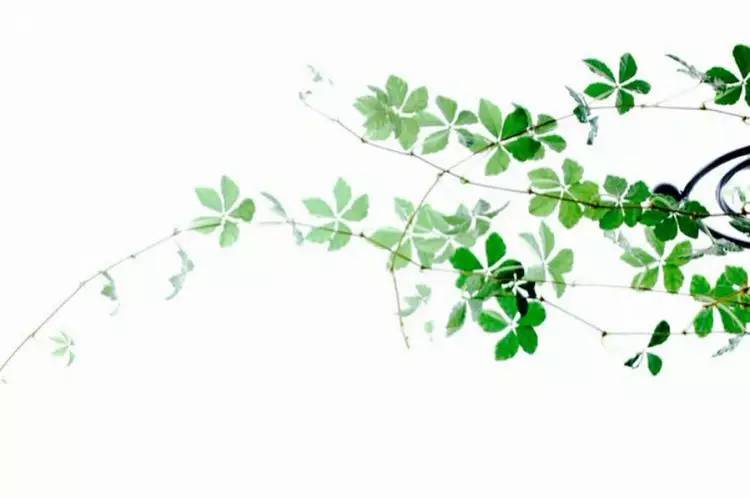 這世上，只有一種男人不會(huì)出軌