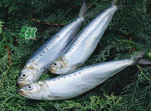 沙丁魚和秋刀魚有什么不一樣？秋刀魚和沙丁魚的區(qū)別