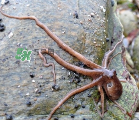 章魚有牙齒嗎？章魚天敵是什么