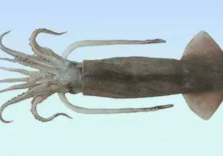 筆管魚是魷魚嗎？筆管魚和魷魚的區(qū)別