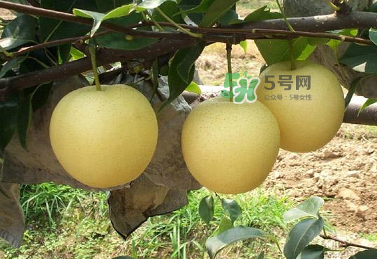 雪花梨是雪梨嗎？雪花梨和雪梨的區(qū)別