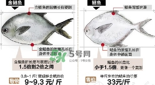 金鯧魚是海魚嗎？金鯧魚的刺多嗎？