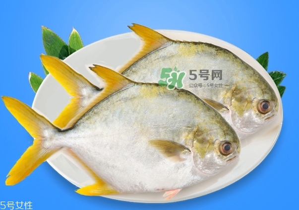 金鯧魚是海魚嗎？金鯧魚的刺多嗎？