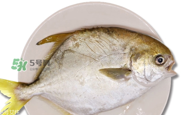 金鯧魚是海魚嗎？金鯧魚的刺多嗎？
