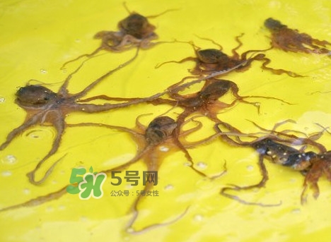章魚會(huì)咬人嗎？章魚會(huì)吃人嗎