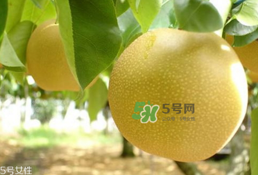 貢梨可以做冰糖雪梨嗎？貢梨可以燉川貝嗎？