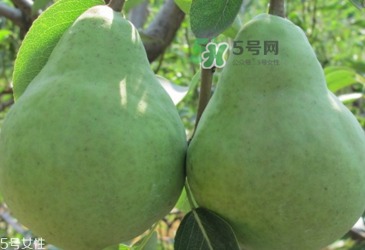 巴梨怎么吃？巴梨是熱性還是涼性的？
