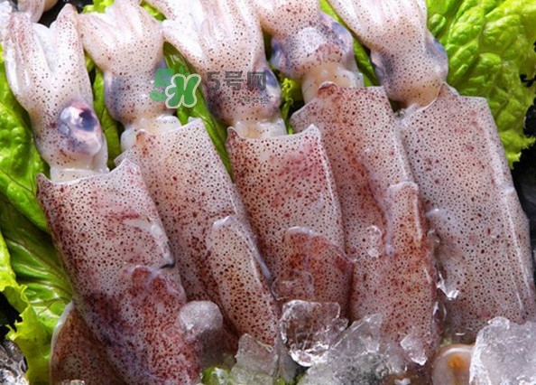 筆管魚是魷魚嗎？筆管魚和魷魚的區(qū)別