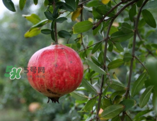 河陰石榴什么時(shí)候成熟？河陰石榴多少錢一斤？