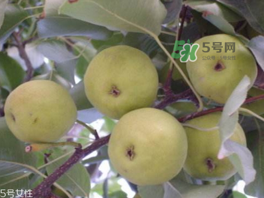 沙梨怎么做才好吃？沙梨的熱量