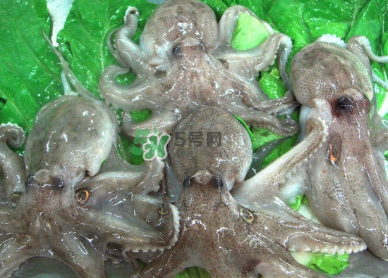 章魚會(huì)咬人嗎？章魚會(huì)吃人嗎