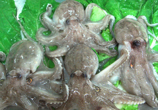 章魚會(huì)咬人嗎？章魚會(huì)吃人嗎
