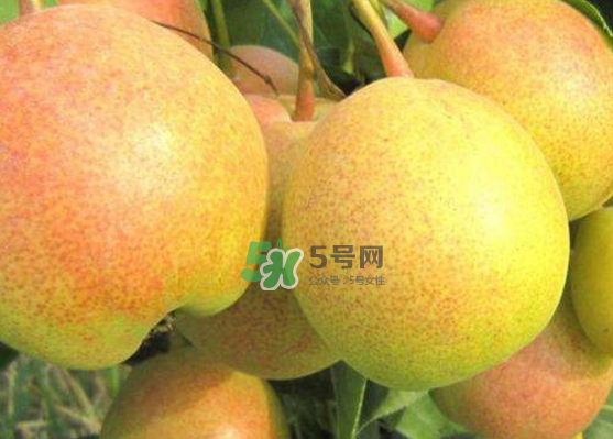 蘋果梨是轉(zhuǎn)基因還是變基因？蘋果梨的功效與作用