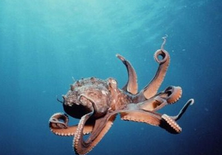 章魚是墨魚嗎？章魚有哪些特性