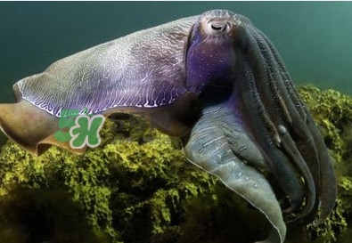 章魚是墨魚嗎？章魚有哪些特性
