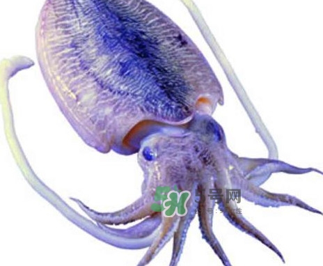 魷魚(yú)是墨魚(yú)嗎？魷魚(yú)和墨魚(yú)的區(qū)別