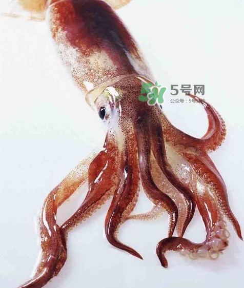 魷魚(yú)是墨魚(yú)嗎？魷魚(yú)和墨魚(yú)的區(qū)別