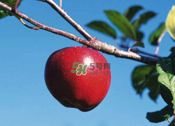 紅富士蘋(píng)果是哪里的？最好吃的蘋(píng)果排名
