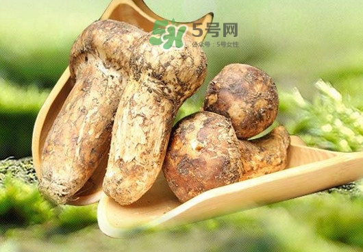 新鮮松茸怎么挑選？干松茸如何挑選