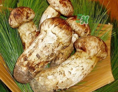 新鮮松茸可以放多久？新鮮松茸能不能冷凍