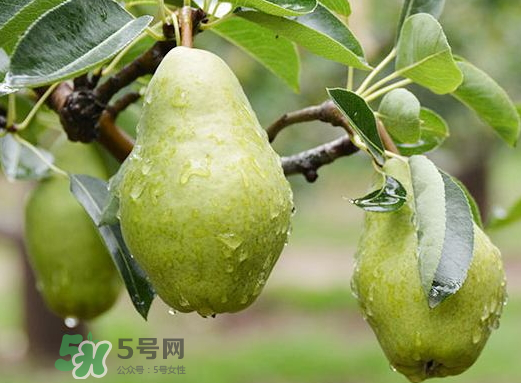 香蕉梨怎么熟的快？香蕉梨怎么變軟？