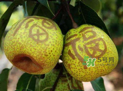 萊陽梨什么時候成熟？萊陽梨多少錢一斤？