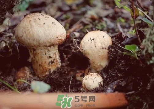 產(chǎn)婦能吃松茸嗎？哺乳期可以吃松茸嗎